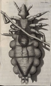 Louse_diagram,_Micrographia,_Robert_Hooke,_1667