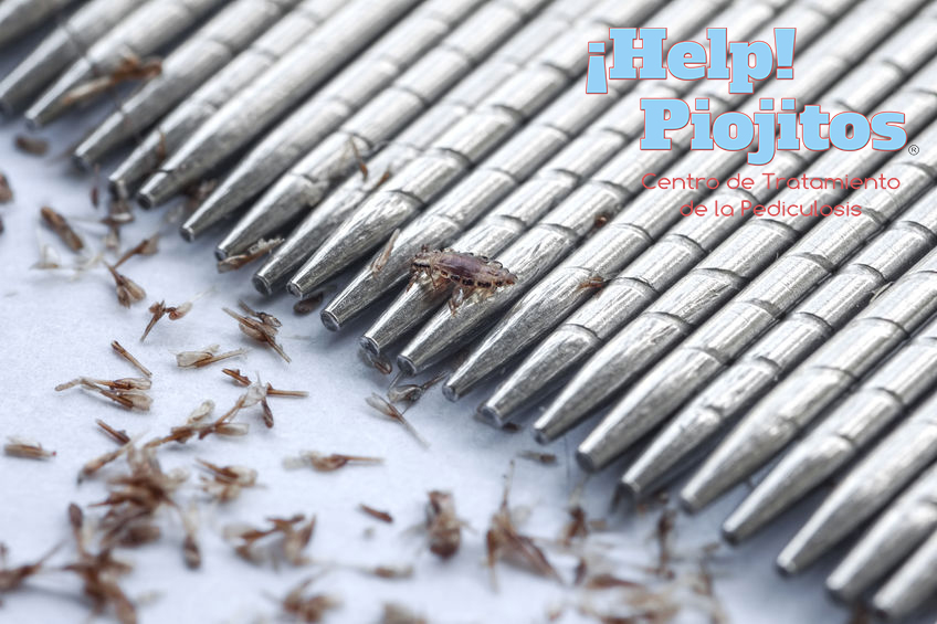 macro of lice and eggs removing by standless lice comb - Help Piojitos