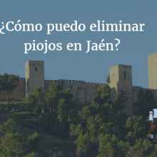 ¿Qué soluciones tenemos en Jaén para eliminar piojos?