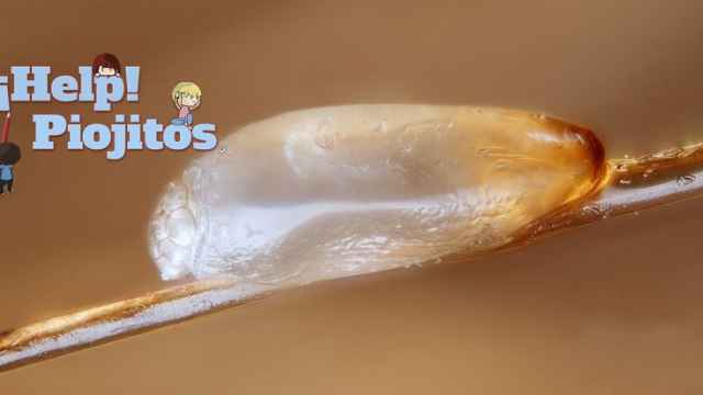 Siete curiosidades de las liendres que no sabías