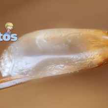 Siete curiosidades de las liendres que no sabías