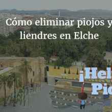 Los mejores tratamientos para quitar piojos y liendres en Elche